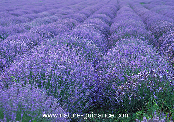 ラベンダーフランス精油/Lavender France100ml×5本セット